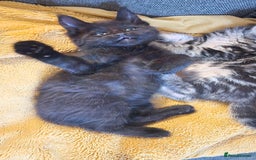 Maine Coon cats for sale: 3 maincoone x kittens - Image 12