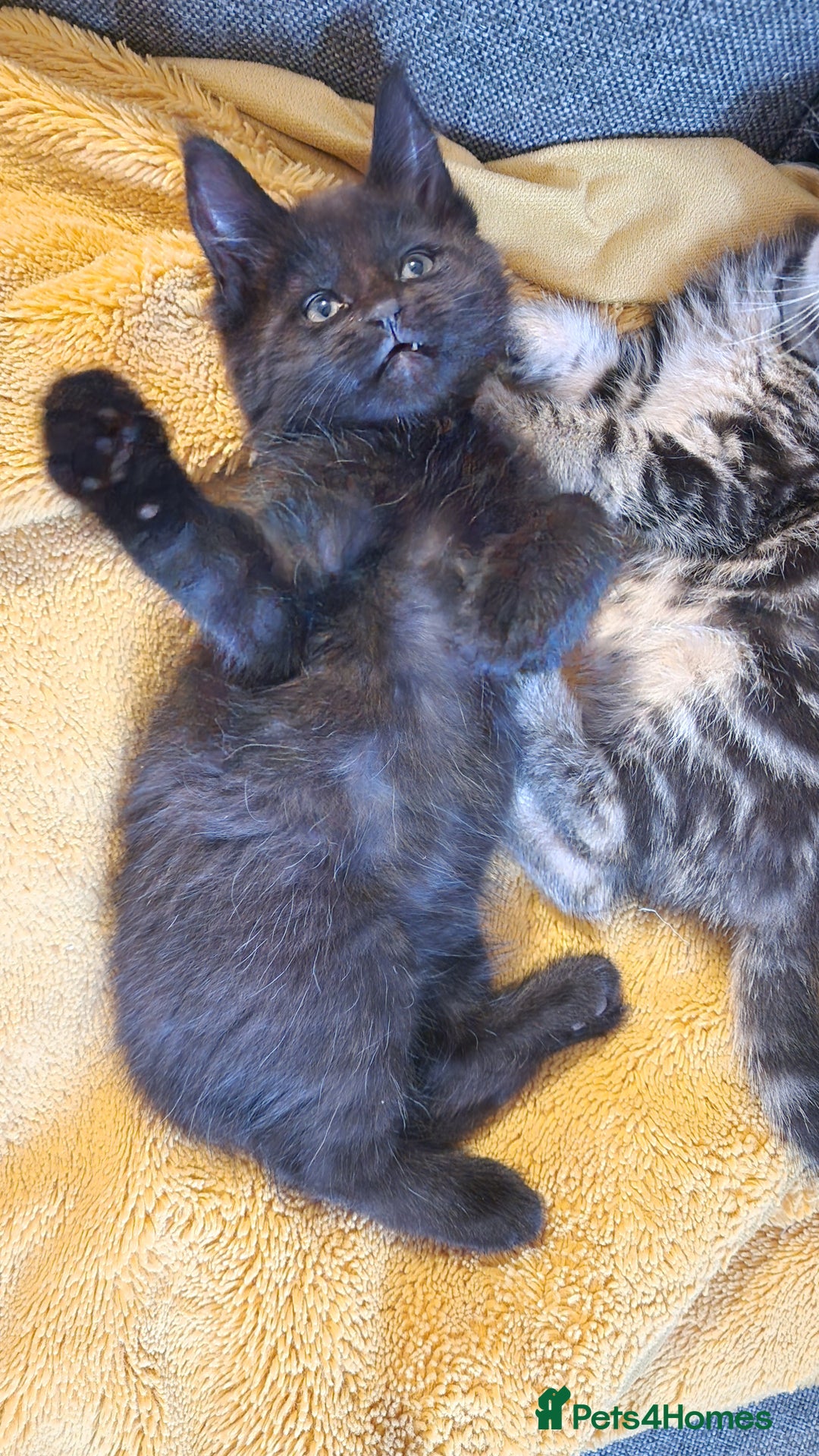 Maine Coon cats for sale: 3 maincoone x kittens - Image 12