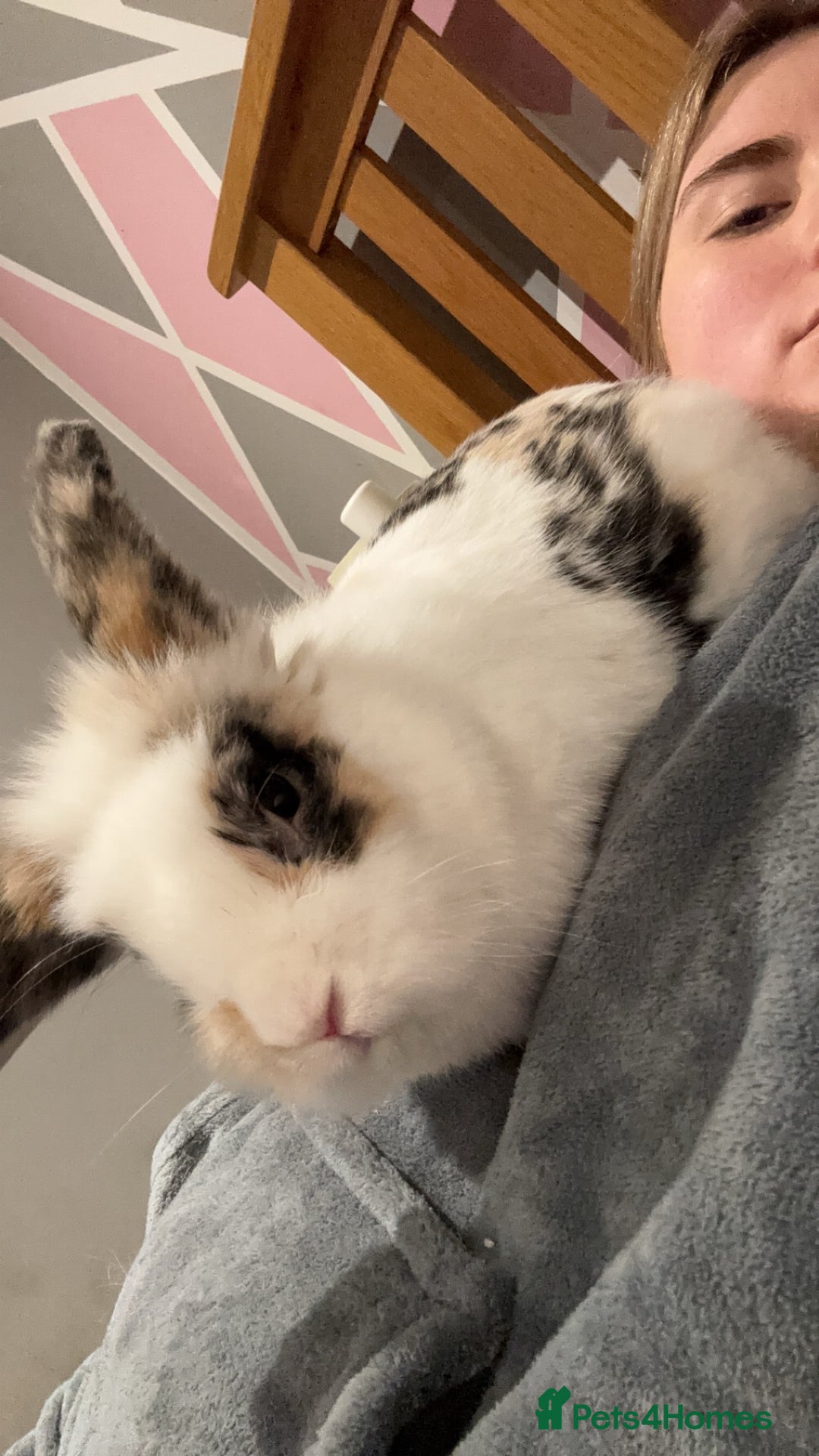 Mini Lion Lop rabbits for sale: House rabbit for sale - Elmo  - Advert 1