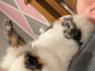 Mini Lion Lop rabbits House rabbit for sale - Elmo - Advert 5