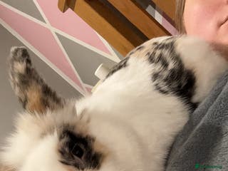 Mini Lion Lop rabbits House rabbit for sale - Elmo - Advert 1