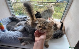 Maine Coon cats for sale: Beautiful Maine Coon X kittens  - Image 14