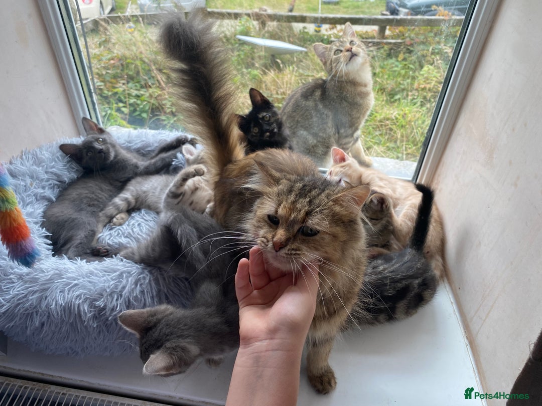 Maine Coon cats for sale: Beautiful Maine Coon X kittens  - Image 14