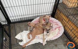 Italian Greyhound dogs for sale:  Beautiful Italian greyhound puppies  - Image 15
