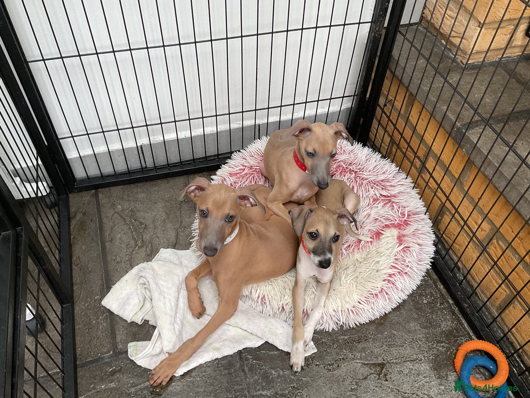 Italian Greyhound dogs for sale:  Beautiful Italian greyhound puppies  - Image 15