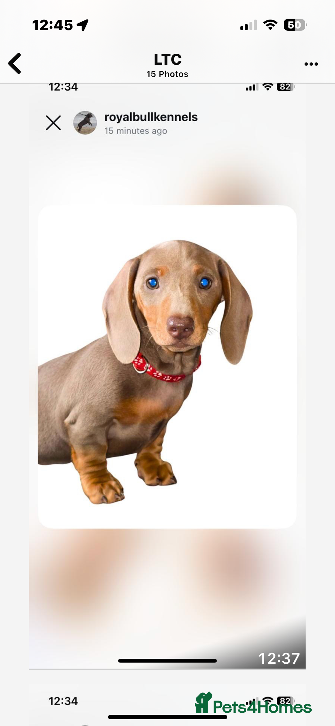 Miniature Dachshund dogs for sale: Miniature Dachshund Puppies  in Newcastle upon Tyne - Image 1