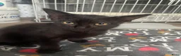 British Shorthair cats for sale: Kittens 12 weeks old - Advert 3