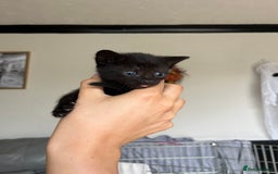 Bengal cats for sale: Adorable Kittens Looking for Their Forever Homes!  - Image 7