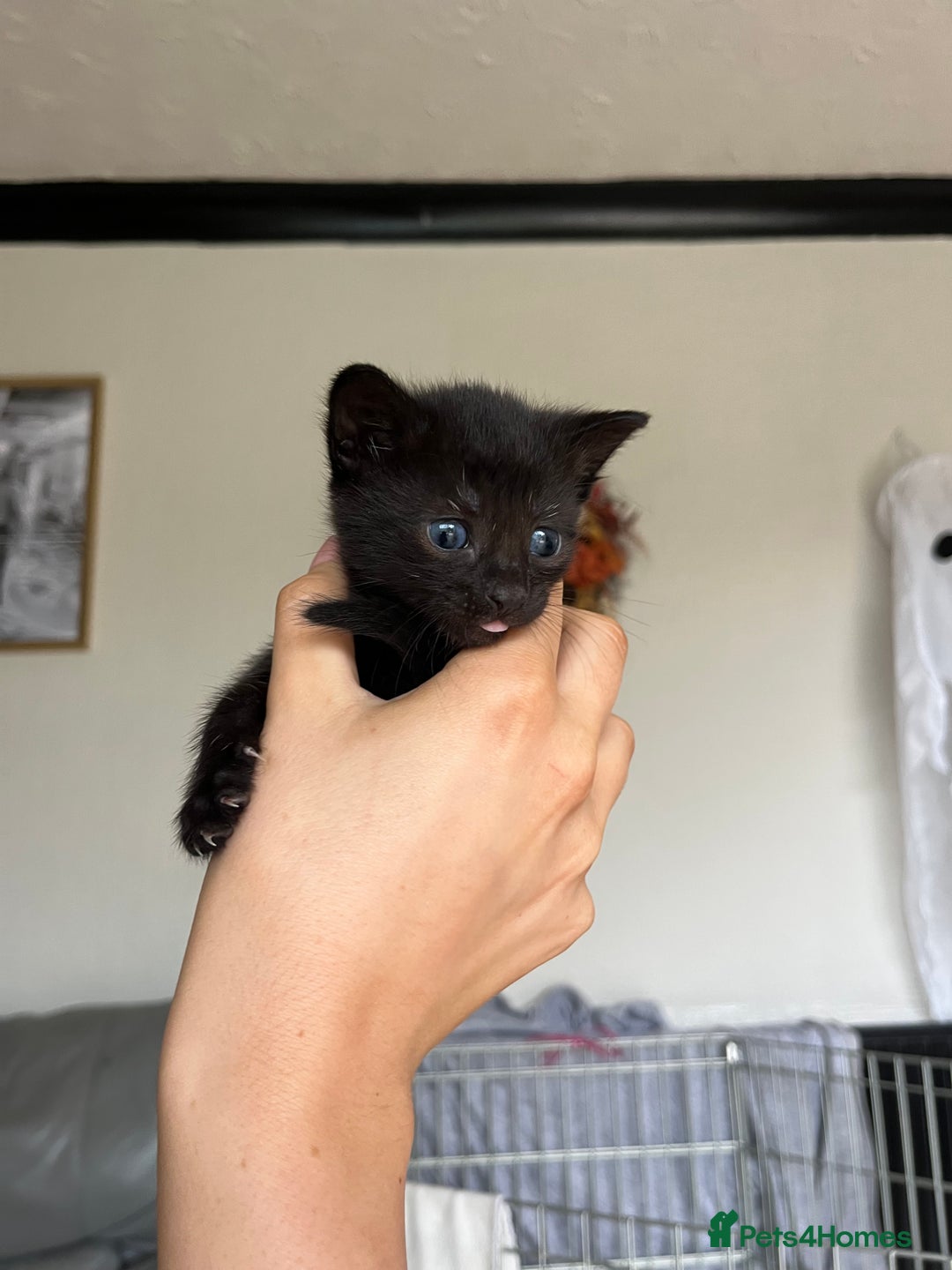 Bengal cats for sale: Adorable Kittens Looking for Their Forever Homes!  - Image 7