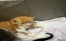 Mixed Breed cats for sale: Litter Of 3 Gorgeous Kittens For Sale please read  - Image 5