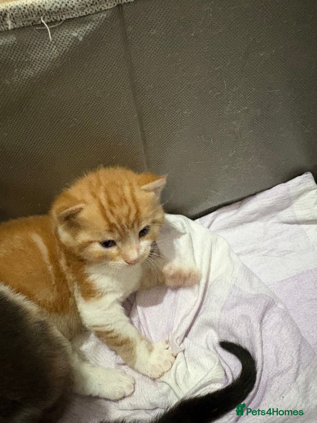 Mixed Breed cats for sale: Litter Of 3 Gorgeous Kittens For Sale please read  - Image 5