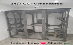 British Shorthair cats for stud: Zeus-Cream of the crop! GCCF/TICA reg  - Image 8