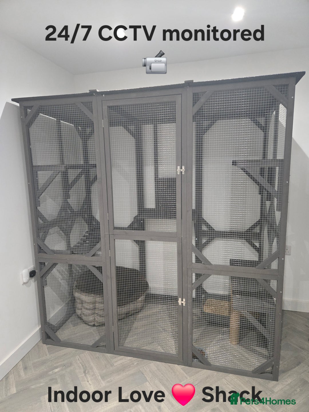 British Shorthair cats for stud: Zeus-Cream of the crop! GCCF/TICA reg  - Image 8