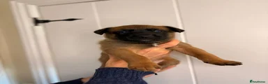 Belgian Shepherd Dog Puppy 1