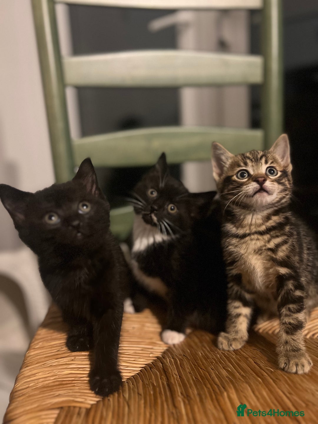 Bengal cats for sale: Bengal Mix Ready!!- 4/6 left! - Image 13