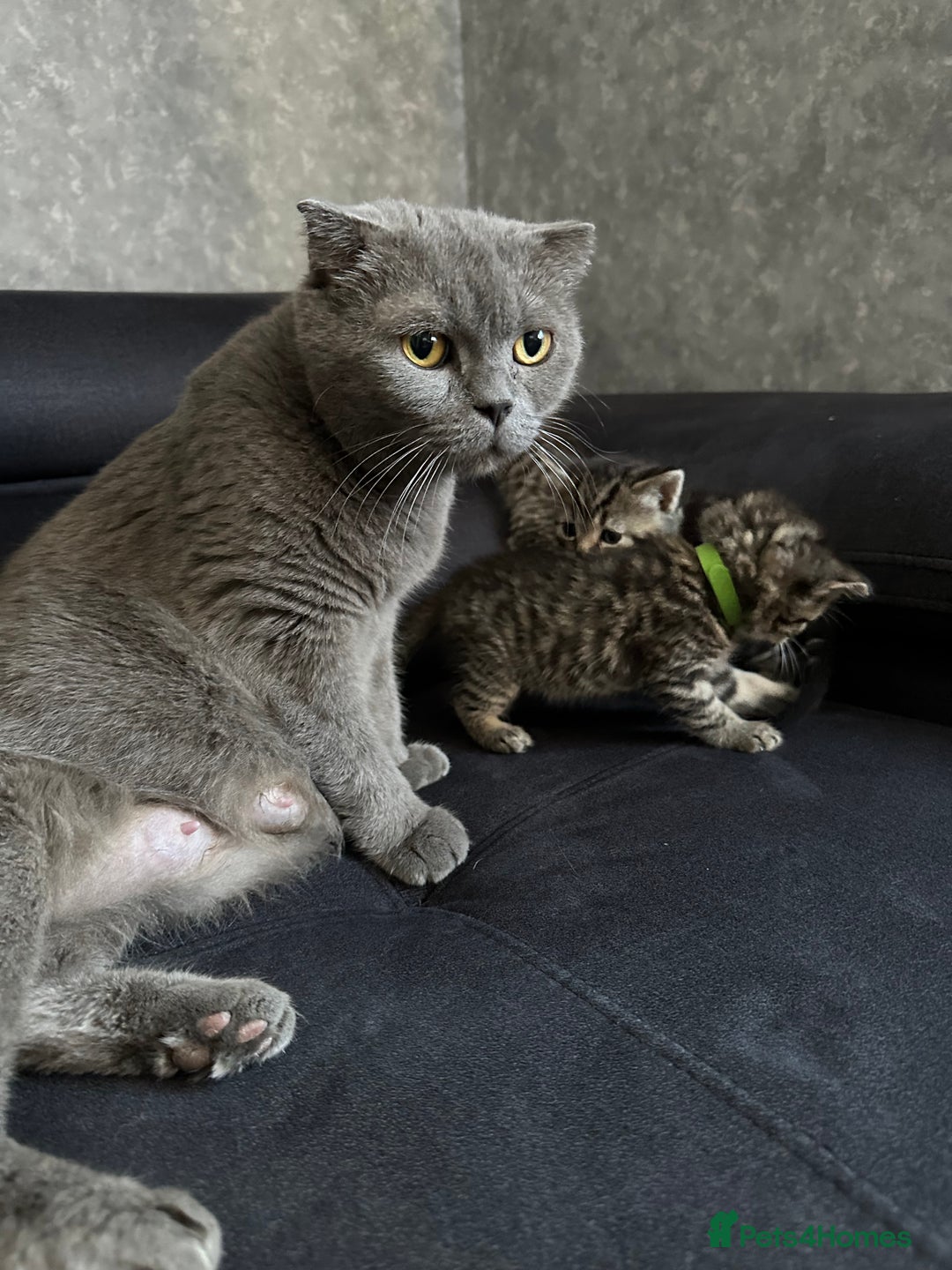 Scottish Fold cats for sale: Scottish fold/straight - Image 16
