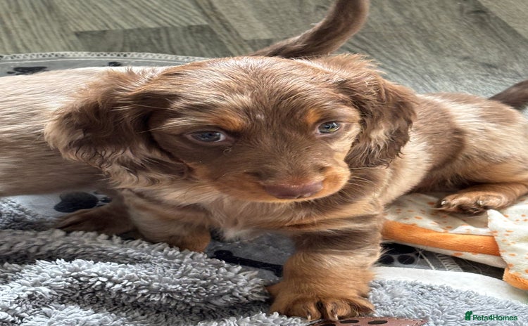 Dachshund dogs - Advert 13