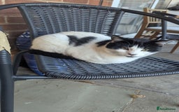 Mixed Breed cats for sale: Kittens for sale - Image 18