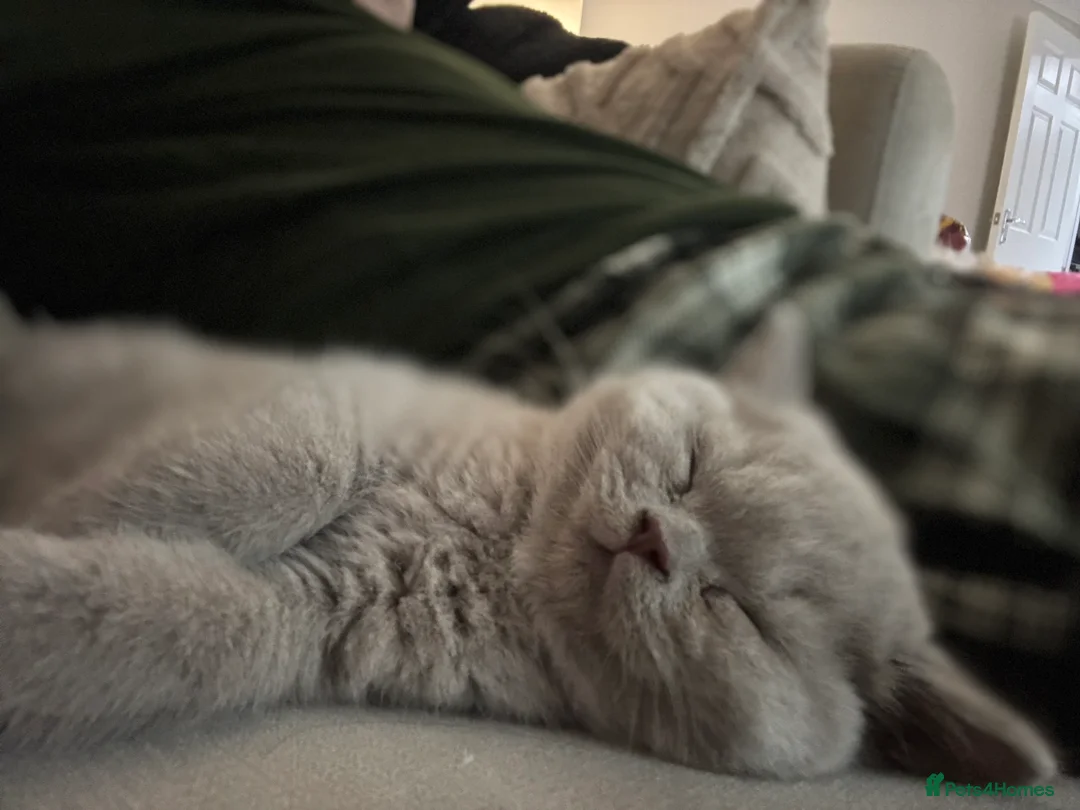 British Shorthair cats for sale:  British Shorthair kitten, 1 left - Advert 2