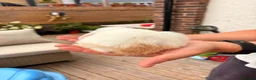 Mini Lop rabbits for sale: Beautiful Mini Lops Litter - Advert 5