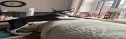 Siberian Husky dogs for sale: Adorable Siberian huskies (Artic Dreams) - Advert 4