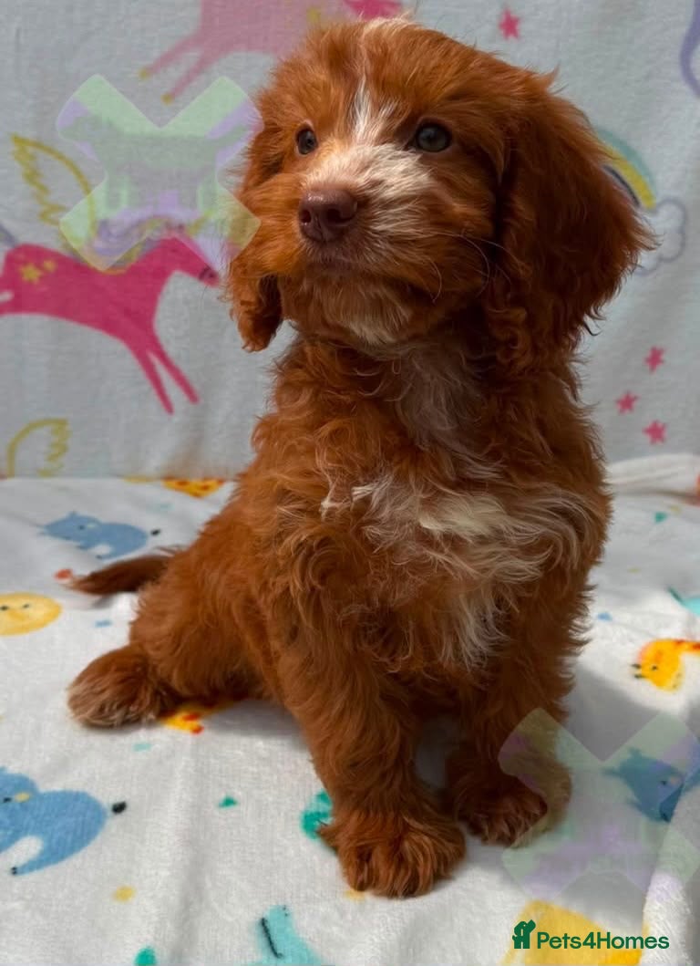 Cockapoo dogs F1 Apricots and fox reds mini cockapoos 30 dna clr - Advert 2