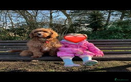 Cavapoo dogs for sale: Cavapoo F1b puppies due in December - Image 11
