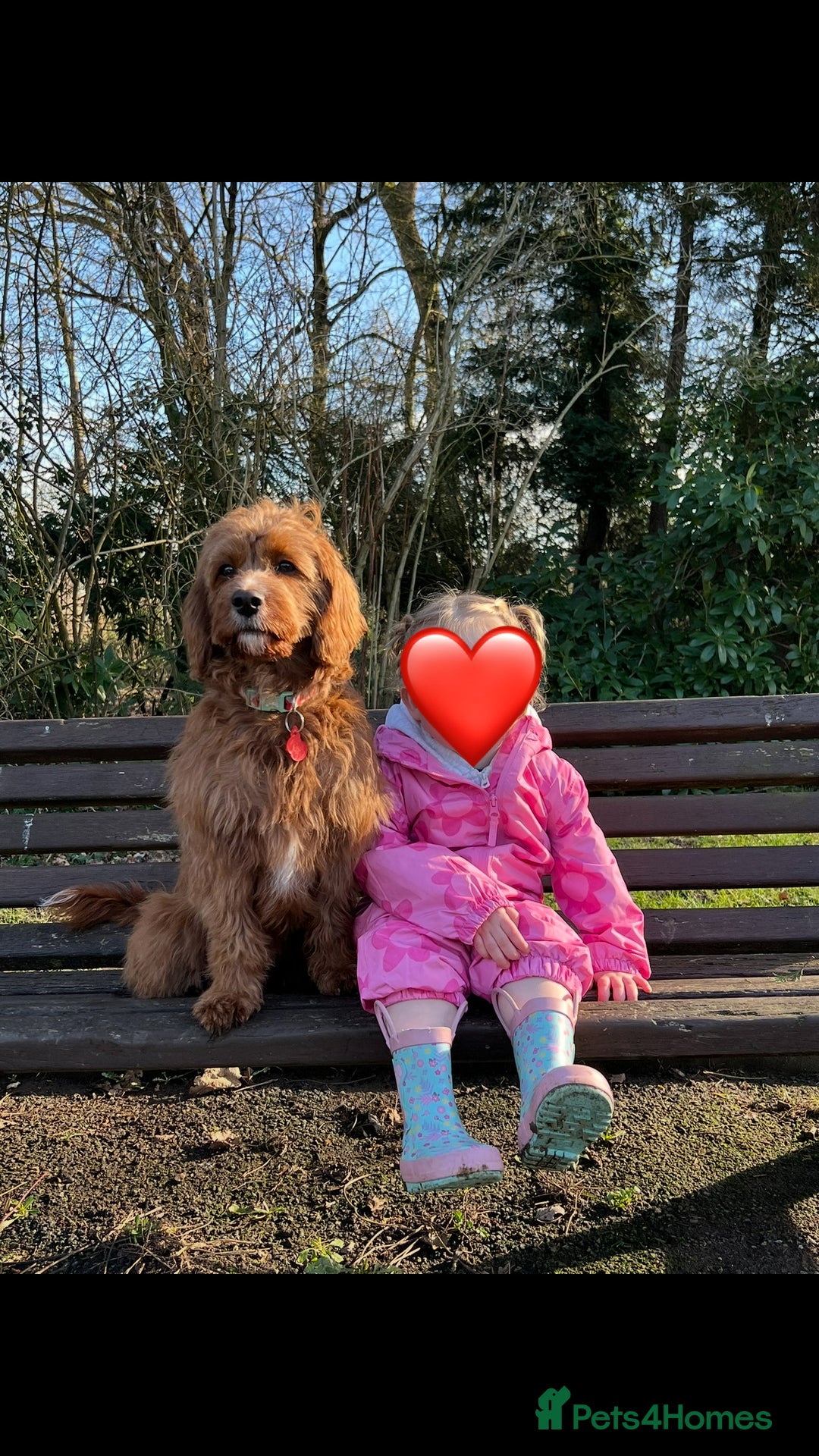 Cavapoo dogs for sale: Cavapoo F1b puppies due in December - Image 11