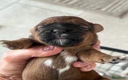 Shihpoo dogs for sale: Shipoo Pups - Image 7