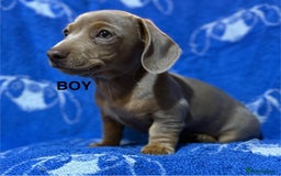 Dachshund dogs for sale: Dachshunds  - Image 3