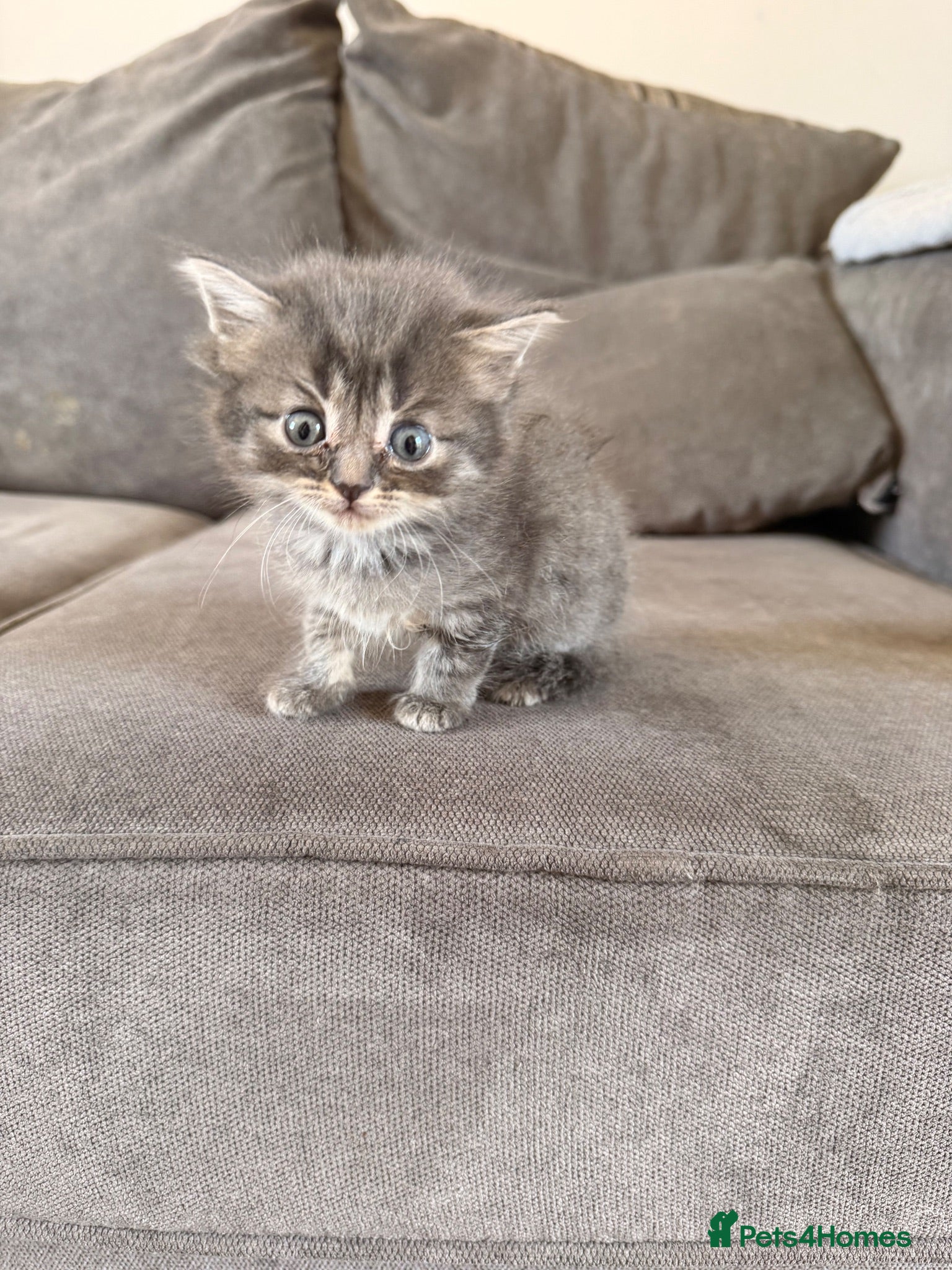 Mixed Breed cats 4 Beautiful kittens  - Advert 1