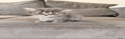 Mixed Breed cats for sale: 4 Beautiful kittens  - Advert 1