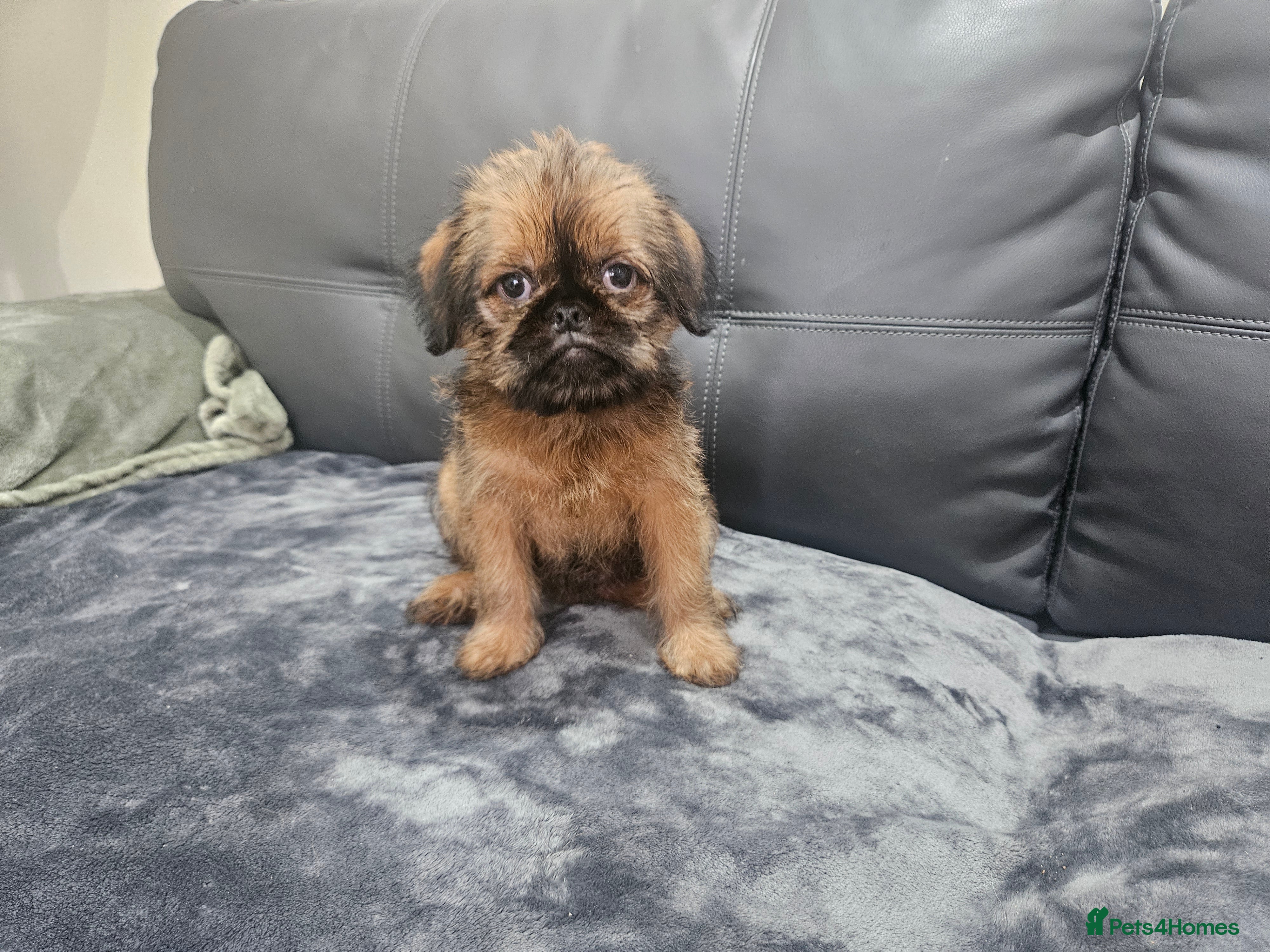 Griffon Bruxellois dogs Brux Beautys - Advert 1