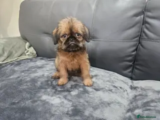 Griffon Bruxellois dogs Brux Beautys - Advert 1