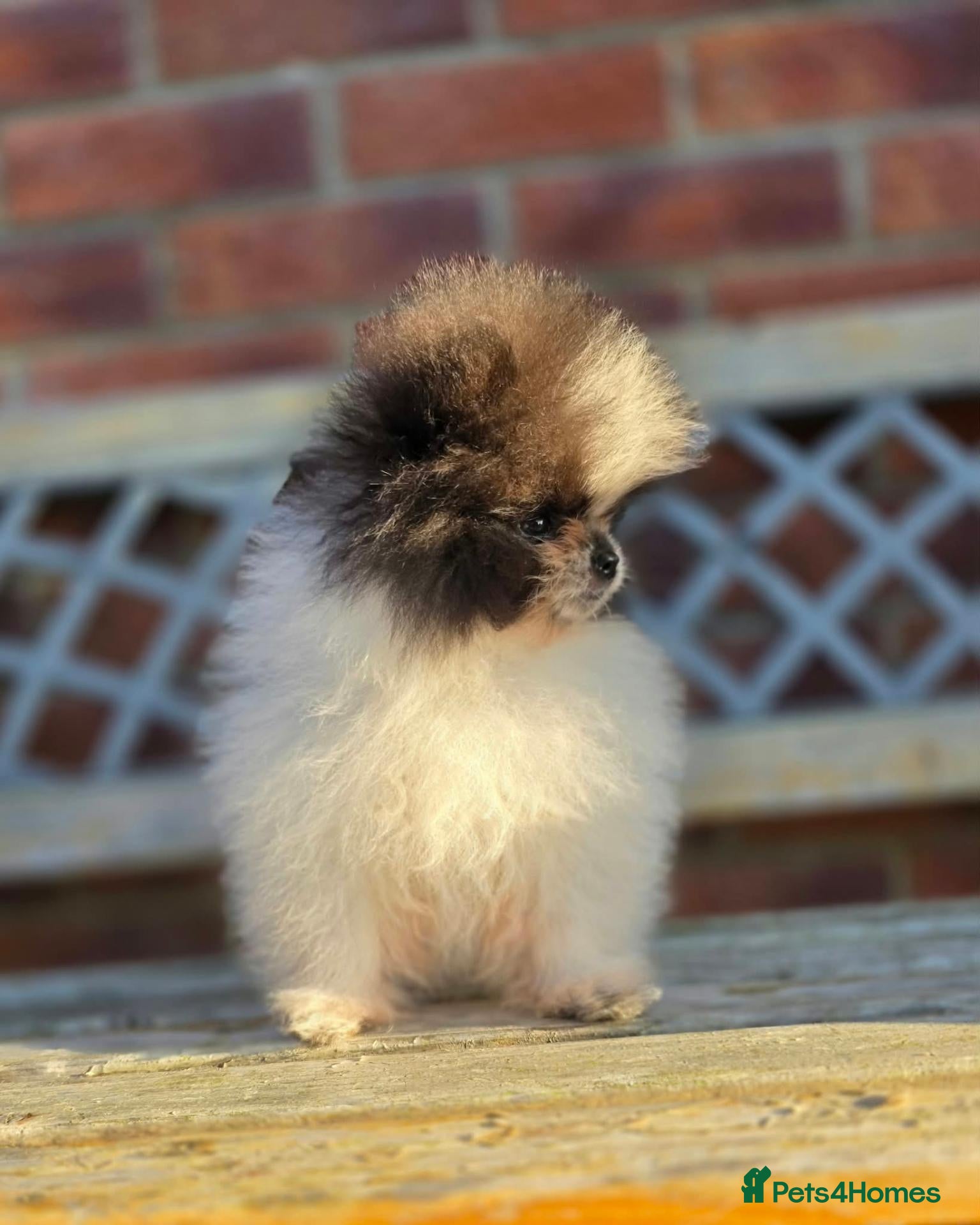 Pomeranian dogs FULLY VACC REDUCED to find dave his family - Advert 2