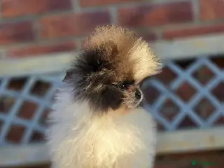 Pomeranian dogs FULLY VACC REDUCED to find dave his family - Advert 2
