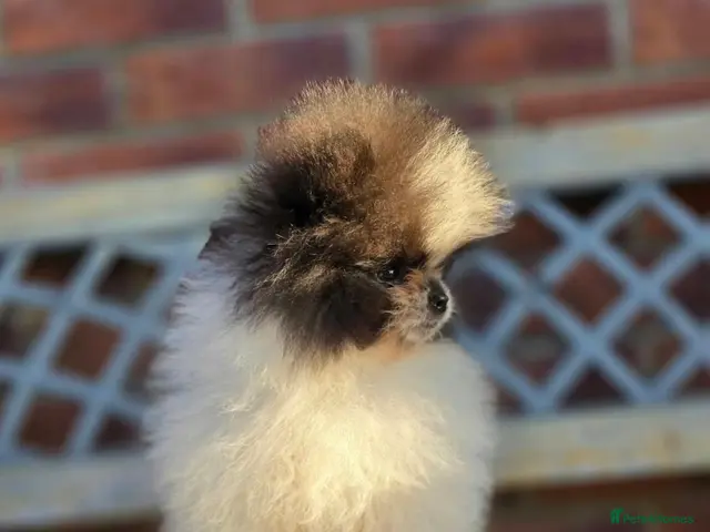 Pomeranian dogs FULLY VACC REDUCED to find dave his family - Advert 2