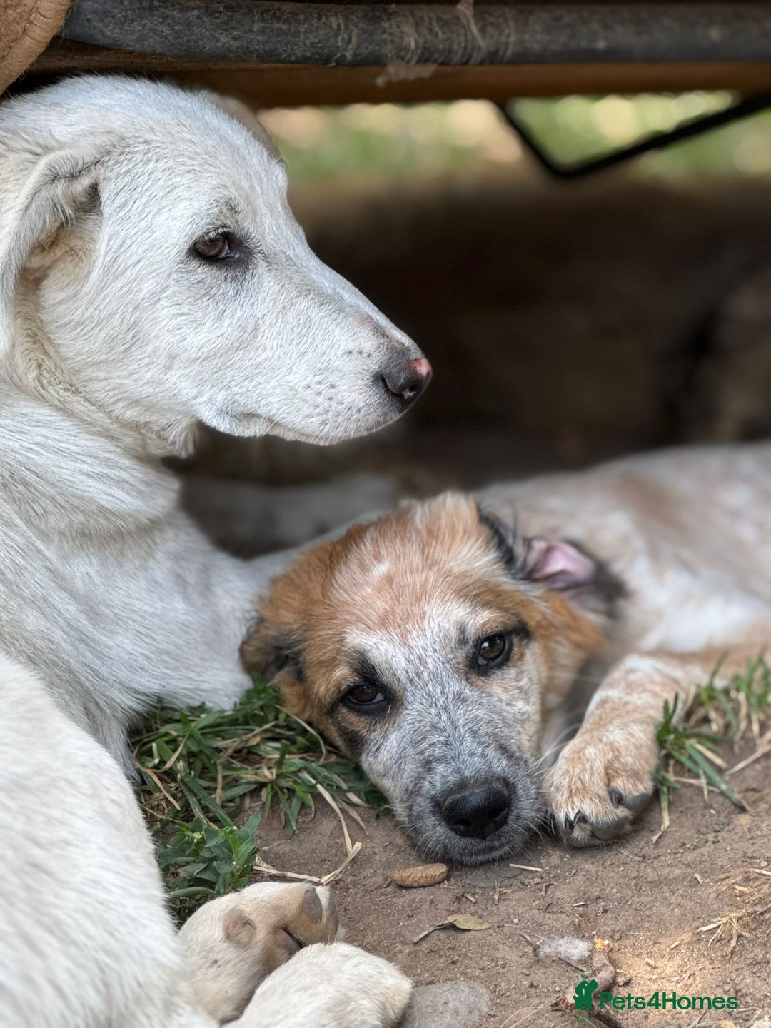 Mixed Breed dogs for adoption: IVY - a beautiful young girl, for a Loving Home - Image 8