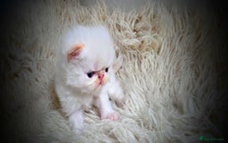 Persian cats for sale: Beautiful and Rare Purebred Persian Kittens - Image 13