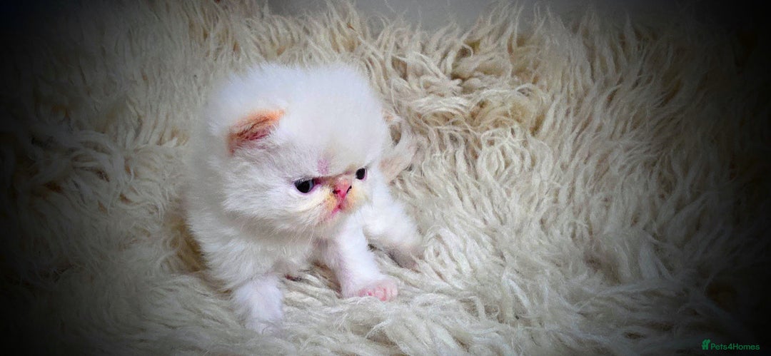 Persian cats for sale: Beautiful and Rare Purebred Persian Kittens - Image 13
