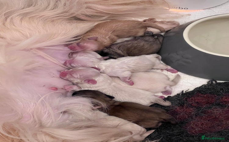 Pekingese dogs - Advert 1