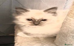 Ragdoll cats for sale: traditional Mitted ragdoll’s - Image 3
