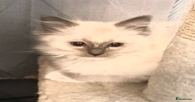 Ragdoll cats - Advert 7