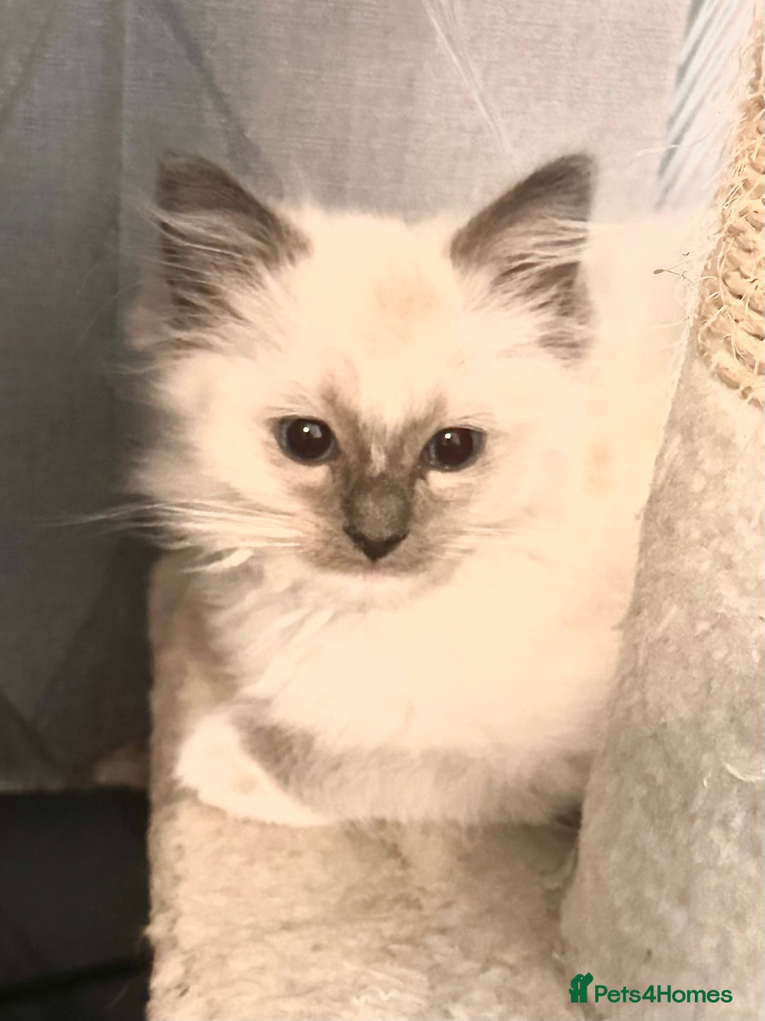 Ragdoll cats for sale: traditional Mitted ragdoll’s - Image 3
