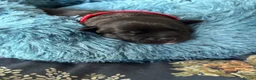 Staffordshire Bull Terrier dogs for sale: Champion blood lines🩸@BULLSCAFF - Advert 3