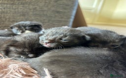 Mixed Breed cats for sale: 7 kittens looking for new home - Image 24