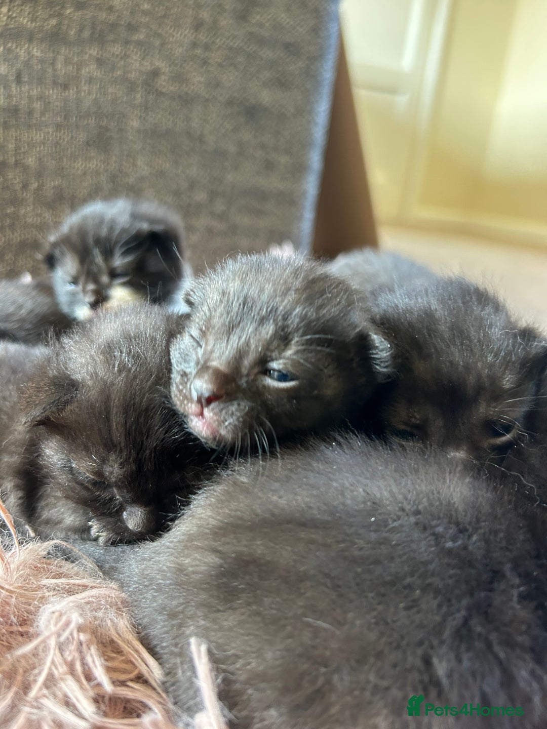 Mixed Breed cats for sale: 7 kittens looking for new home - Image 24