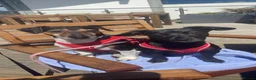 Mixed Breed dogs for sale: Jack Russell Cross Puppies  - Advert 1