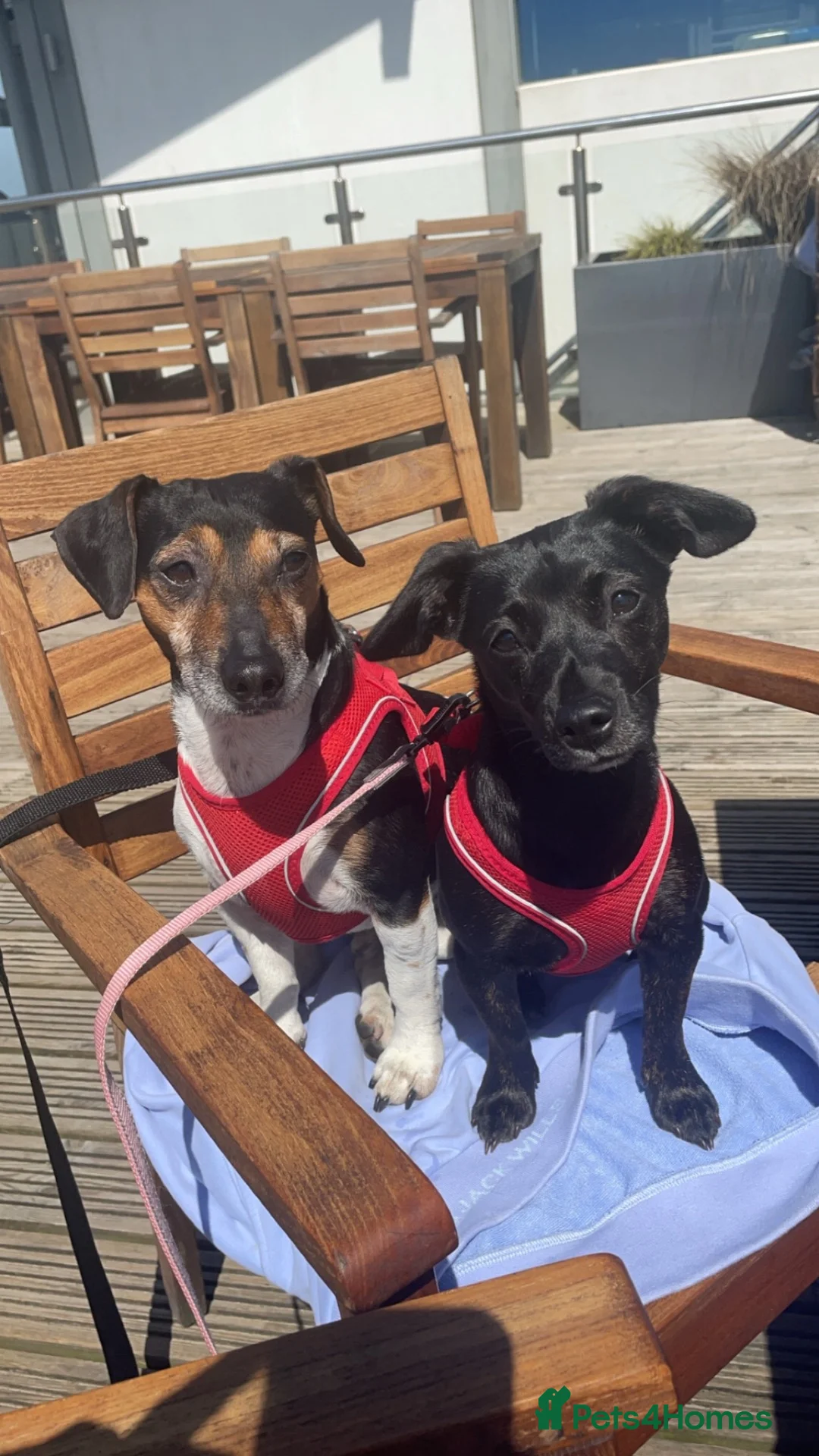 Mixed Breed dogs for sale: Jack Russell Cross Puppies  - Advert 1