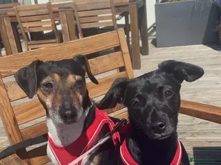 Mixed Breed dogs Jack Russell Cross Puppies - Advert 3